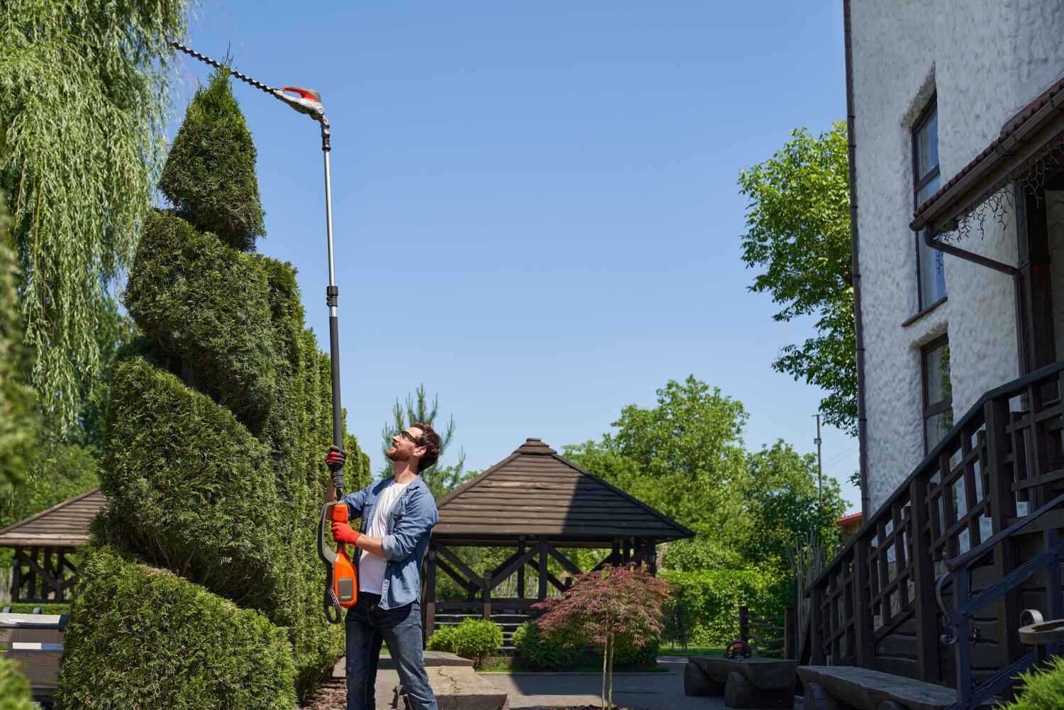 Best Arborist Services Near Me  in Cambridge, MD